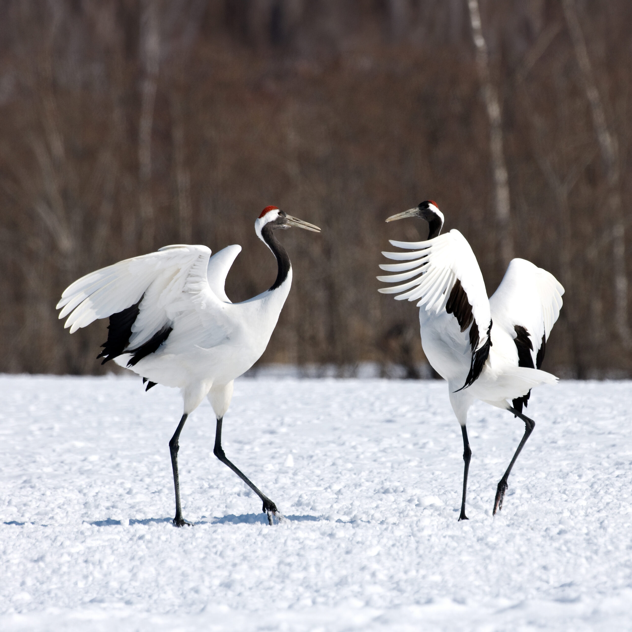 Deux grues du Japon dansant face à face dans la neige : une communication fondée sur l'écoute