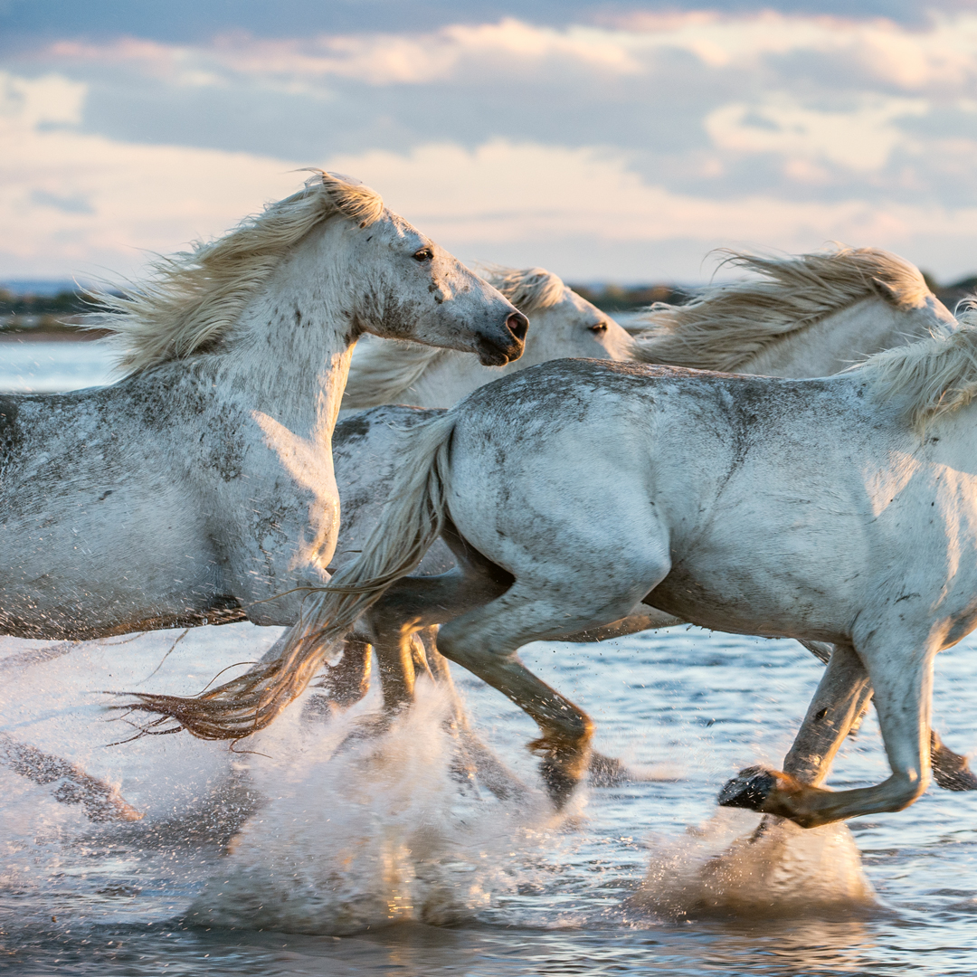 Chevaux blancs lancés au galop dans l'eau : l'élan d'une entreprise engagée