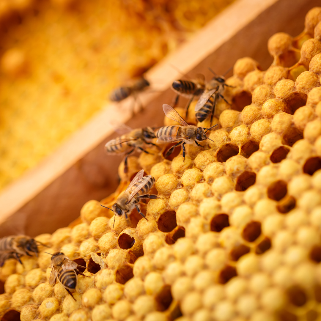 Abeilles sur un cadre de ruche rempli de miel : fédérer clients et partenaires autour de l'entreprise