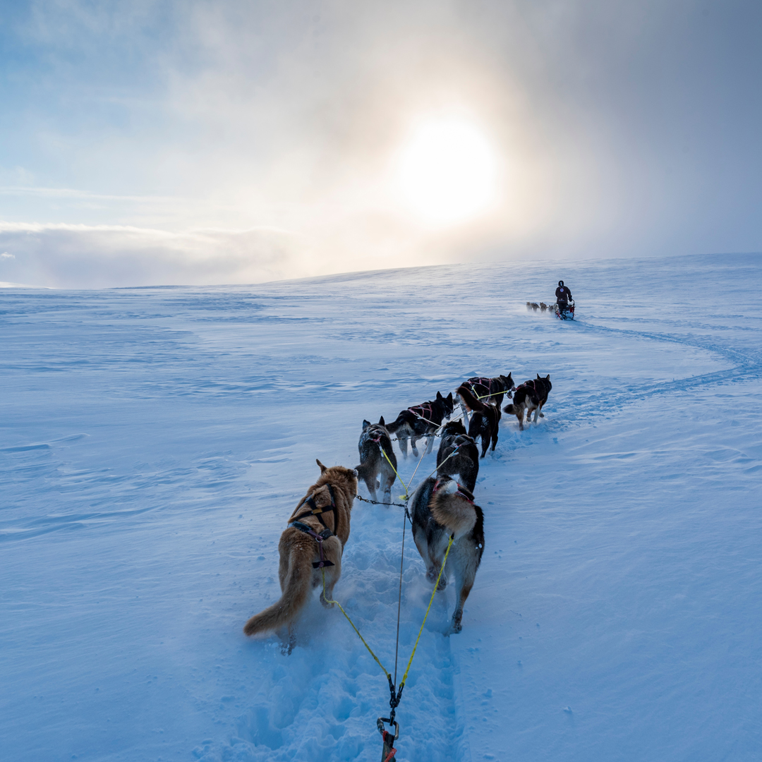 Attelage de chiens de traîneau sur la neige : une TPE/PME qui avance en équipe
