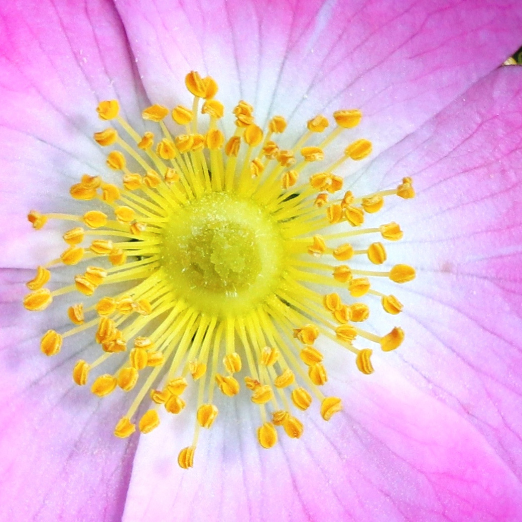 coeur_aubebine_sophieleyvraz_sacreevie Cœur d'une fleur d'aubépine éclose, étamines jaunes sur pétales roses - Sophie Leyvraz