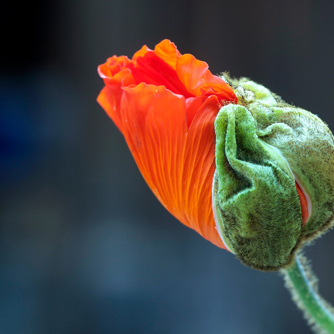 heclore_presentation_carre_iStock-149482190 Bouton de coquelicot en train de s'ouvrir : l'éclosion qui a donné son nom à Héclôre
